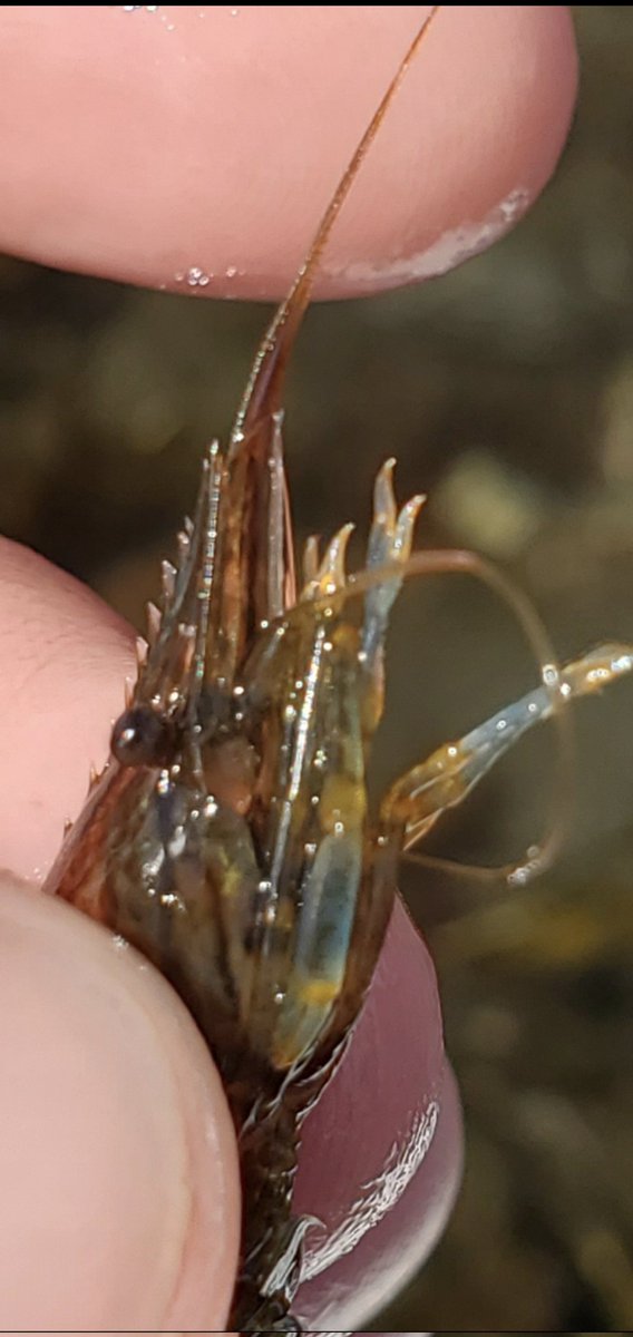alybputnam's tweet photo. #FieldWorkJoy #FieldInclusiveWeek
I love getting up close, studying the small things that folks often overlook when they are taking in the beauty of the seashore. Photos of a non ind. shrimp&snails, a native snail species, & juvenile barnacles settling on exp tiles & on snail 🐚 https://t.co/ZpQXsUDvdN