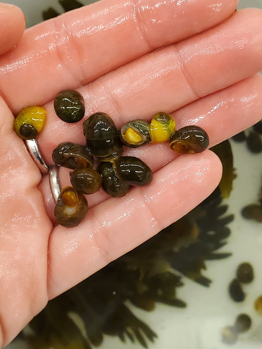 alybputnam's tweet photo. #FieldWorkJoy #FieldInclusiveWeek
I love getting up close, studying the small things that folks often overlook when they are taking in the beauty of the seashore. Photos of a non ind. shrimp&snails, a native snail species, & juvenile barnacles settling on exp tiles & on snail 🐚 https://t.co/ZpQXsUDvdN
