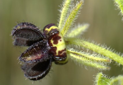 Phytotaxa's tweet photo. Ceropegia stylesii (#Apocynaceae-#Asclepiadoideae)—a novel species with rotate flowers from #Ngome, #SouthAfrica
https://t.co/TEKIC1KhEo https://t.co/nAAEjJC16u