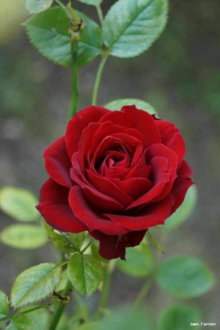 al_aa_19's tweet photo. "ويوماً ما ...
حين تتركُون أشياءَ من أجلِ اللهِ وحدَه
فقط ابتغَاءً لرضاه سبحانه
كونُوا على يقينٍ أنَّ الله سيمنحكم عوضاً أجمل
أجمل بكثير !" https://t.co/7iR5KSTJp0