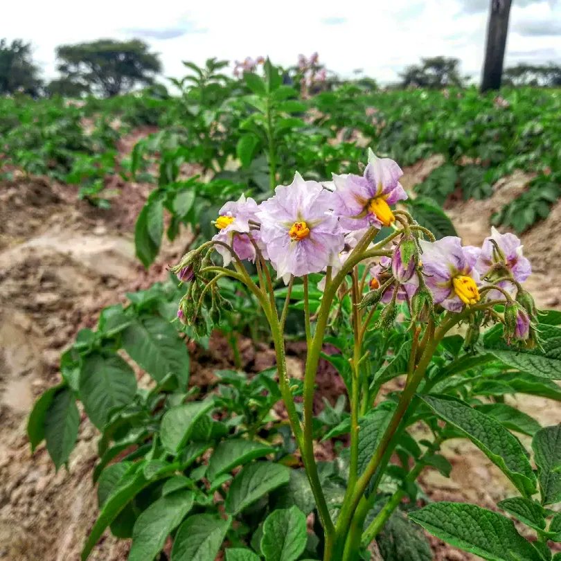 brytgv's tweet photo. Stand out.🥔 https://t.co/meRSb9WAKw