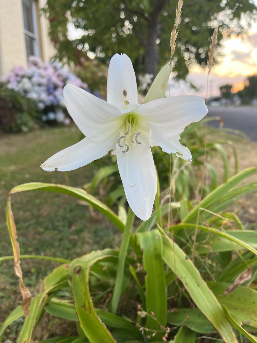 JudithClarke54's tweet image. Warm morning so a light misty rain was most welcome as I enjoyed the coastal pathway run with a tide fully in Mersey River. Always nice &amp;amp; found some flowers along the way #Enjoyment #keepsafe #runningintherain
