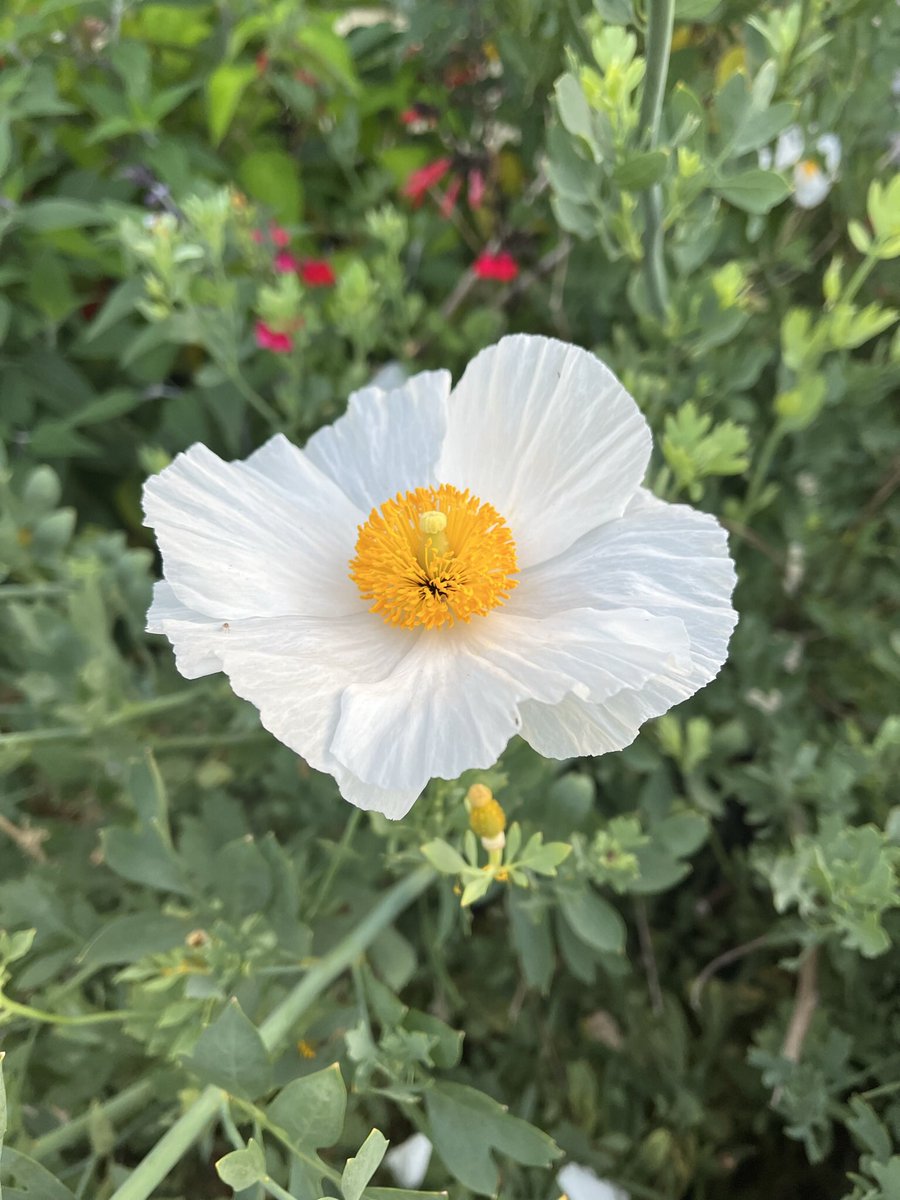 JudithClarke54's tweet image. Warm morning so a light misty rain was most welcome as I enjoyed the coastal pathway run with a tide fully in Mersey River. Always nice &amp;amp; found some flowers along the way #Enjoyment #keepsafe #runningintherain