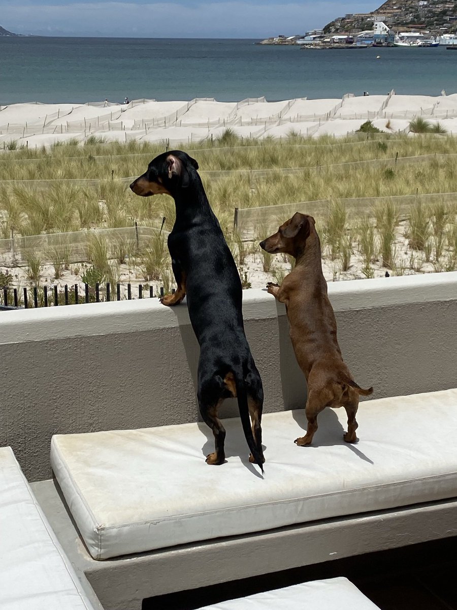CiskaBreedt's tweet photo. @Karamo I think you need a Dachshund (weiner dog) Picture of mine! 😜 https://t.co/sE8Q1Q0cAM