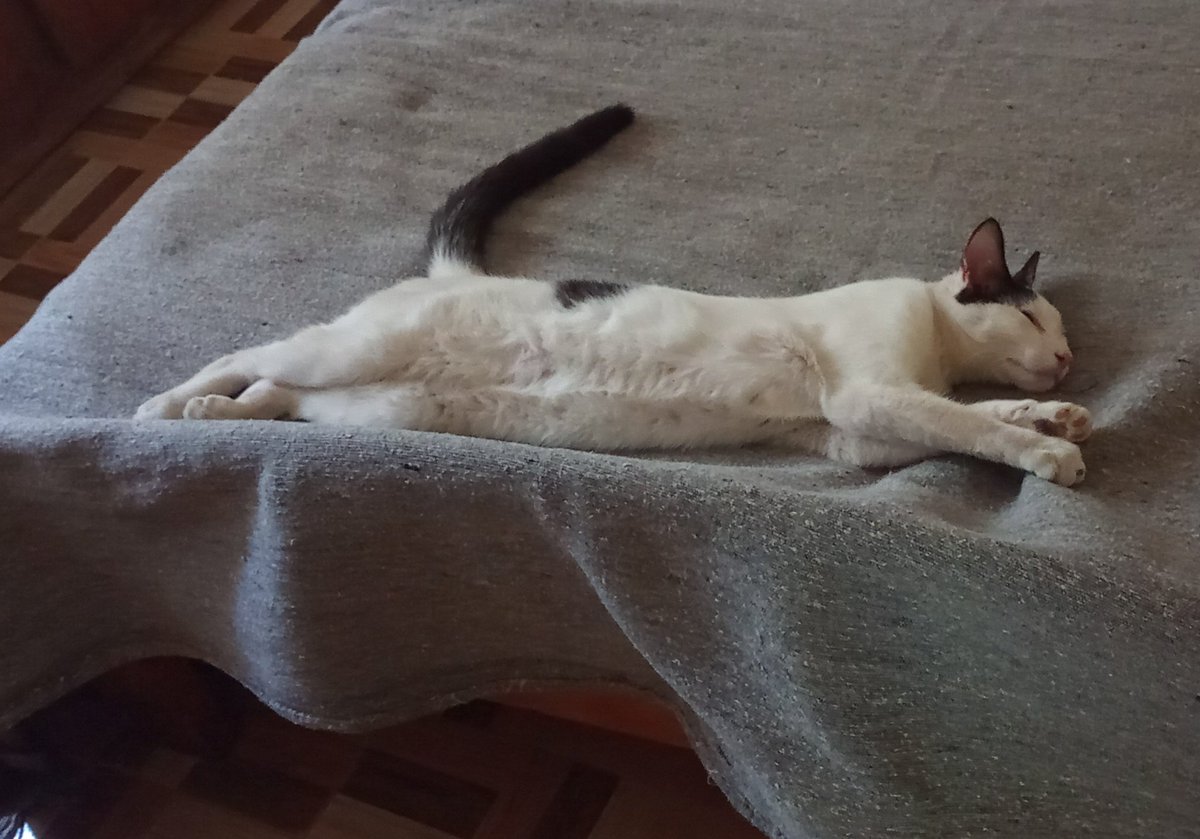 SoofiiMinchilli's tweet photo. @drapeluche Cómo empezó// cómo va 😍😍😍 https://t.co/5eA8AcFTIz