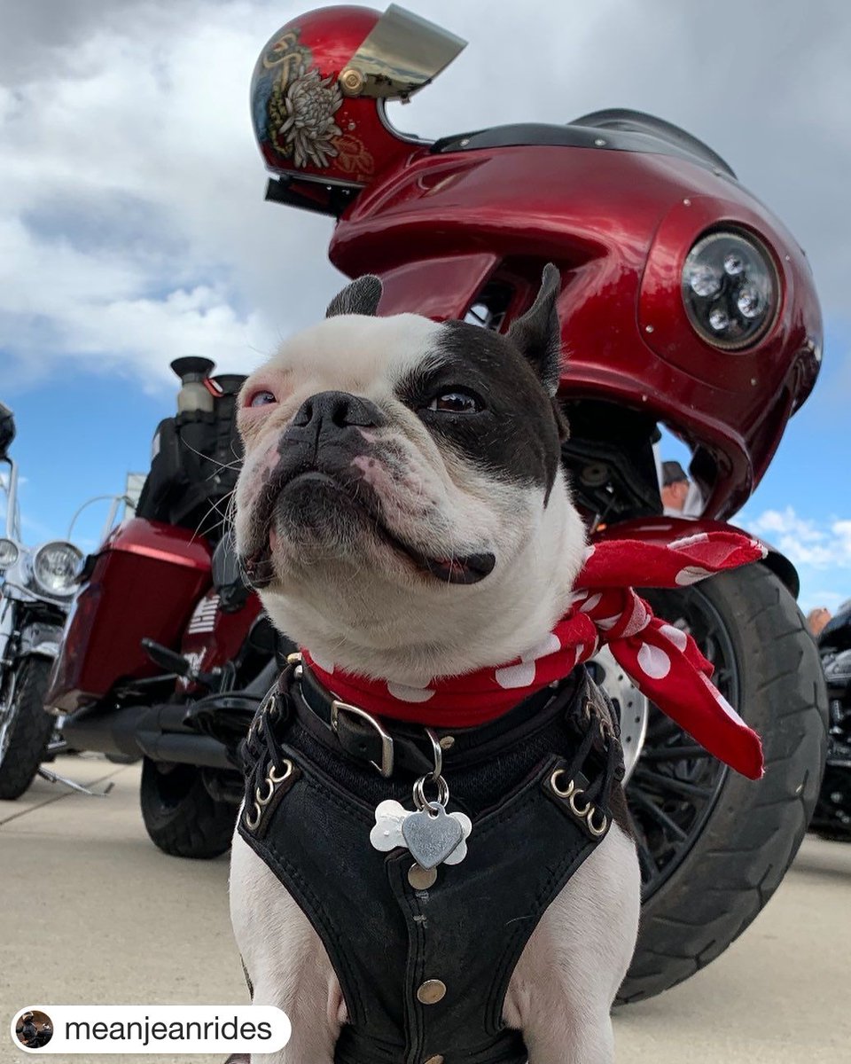 SantaClaritaHD's tweet image. Pictured: a man&apos;s best friend. . . also, a pretty cool dog.

#furtherfaster #santaclaritaharley #harleydavidson #fuelyourpassion
📸: @meanjeanrides