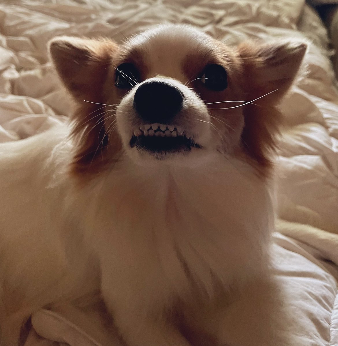 tricia_yeager's tweet photo. Vote for Pika as America’s favorite pet #puppies #cute #pets https://t.co/4LWlSxINaS https://t.co/qQfGO8nCeA