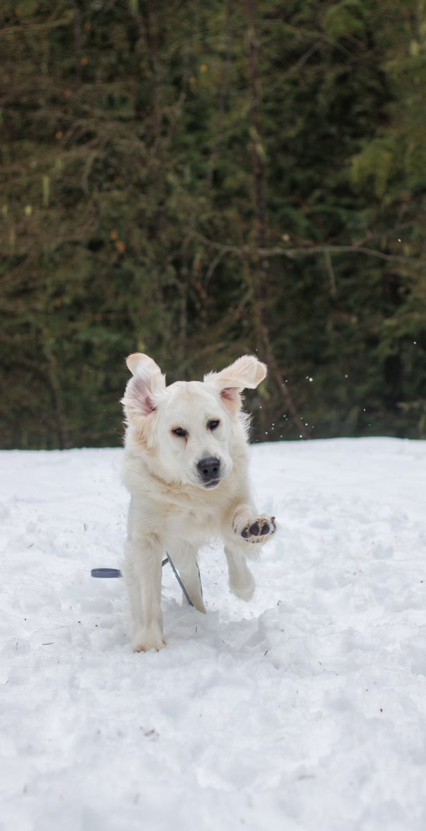 roamwiththem tweet media