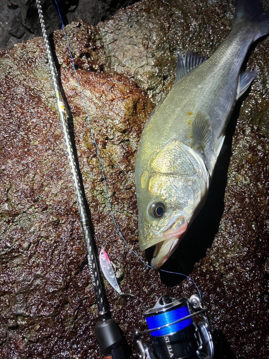 palms on Twitter "Light Game Fishing with Lipless Degree in Japan 🇯🇵