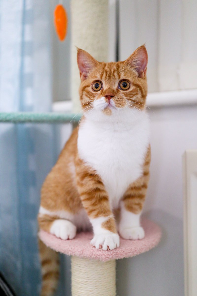 Herc is getting "the snip" tomorrow 😱 take care lil guy!