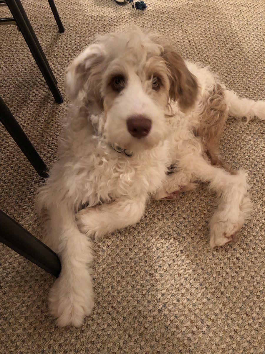This is my grand dog. Only 5 months old, pretty big, smart but goofy. Aussi Doodle.