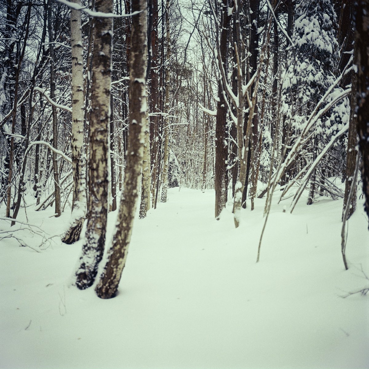simon_diamond's tweet photo. Wasn't there a path here before?🤔
Mamiya 6 MF
75mm F3.5
Kodak Gold 200
FFP C-41 kit
#believeinfilm #1990sCameraChallenge @ShittyChallenge https://t.co/runtVW1rhR