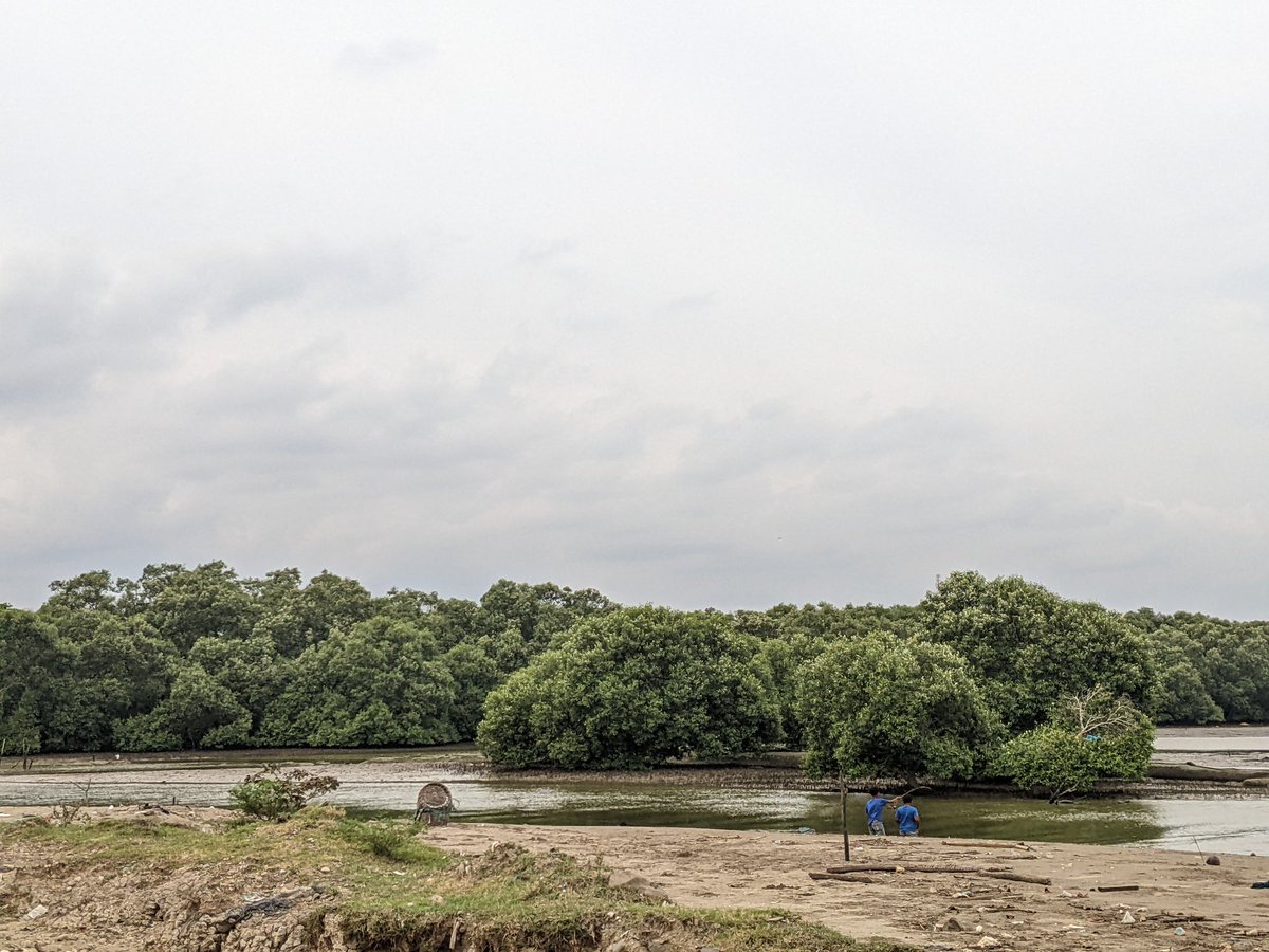 This is the moment when you carry out crab fishing activities in one of the rivers around the city of Lhokseumawe, in this location there are lots of Bangka crabs.
#iweb3 #krsuccess #wormhole3