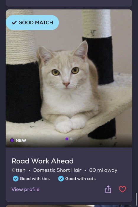 petfinder names tweet media