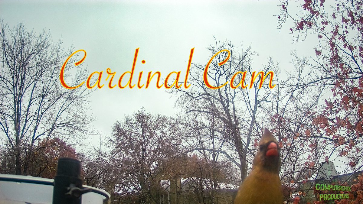 youtu.be/BzuPEsfoNUA #birds   #birdcamera #birdcam