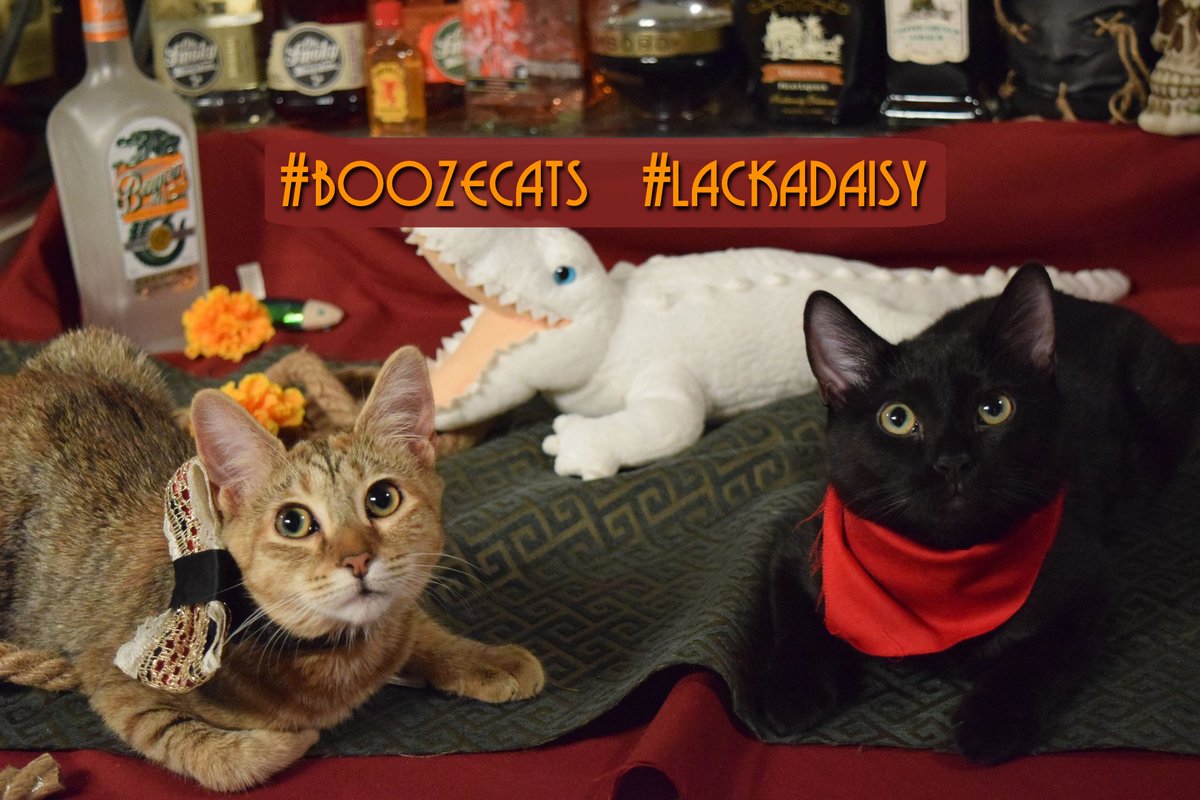 GravewriterN's tweet photo. My #boozecats Nicodeme and Serafine got all dressed up to go raid my bar after seeing their namesakes in the #lackadaisy short film trailer. I would love to see your own little Boozecats!!
#lackadaisyfilm #rumrunning #gatorkittens #bootlegging #bayoucats https://t.co/9cDwKViJSE