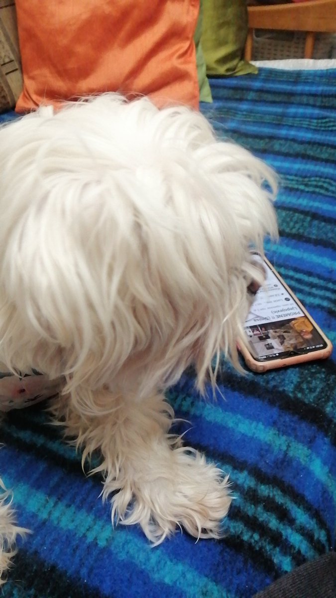 zanazivaljevic's tweet image. Куца ми промени Јутјуб канал на андроиду.
Шта ће ми Роби?
#firstlesson