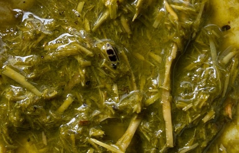 SDVEBalcarce's tweet photo. La semana pasada se asistió a un establecimiento ganadero ubicado en el partido de General Villegas ante una mortandad de bovinos consumiendo alfalfa que era cortada y ofrecida en corrales.
@INTABalcarce https://t.co/X4dFRdyRYZ