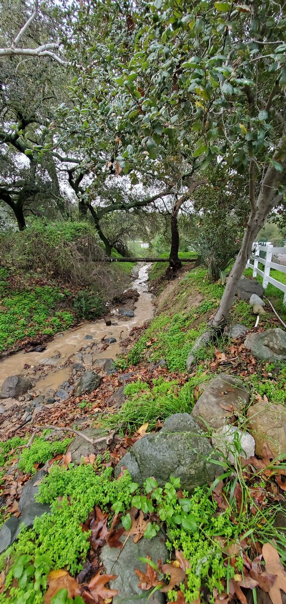 For Southern California, this is such a treat to have water running through our creeks. #SouthOrangeCounty #CaliforniaStorms #CaliforniaFloods #SundayFunday #TrabucoCanyon #TrabucoCreek