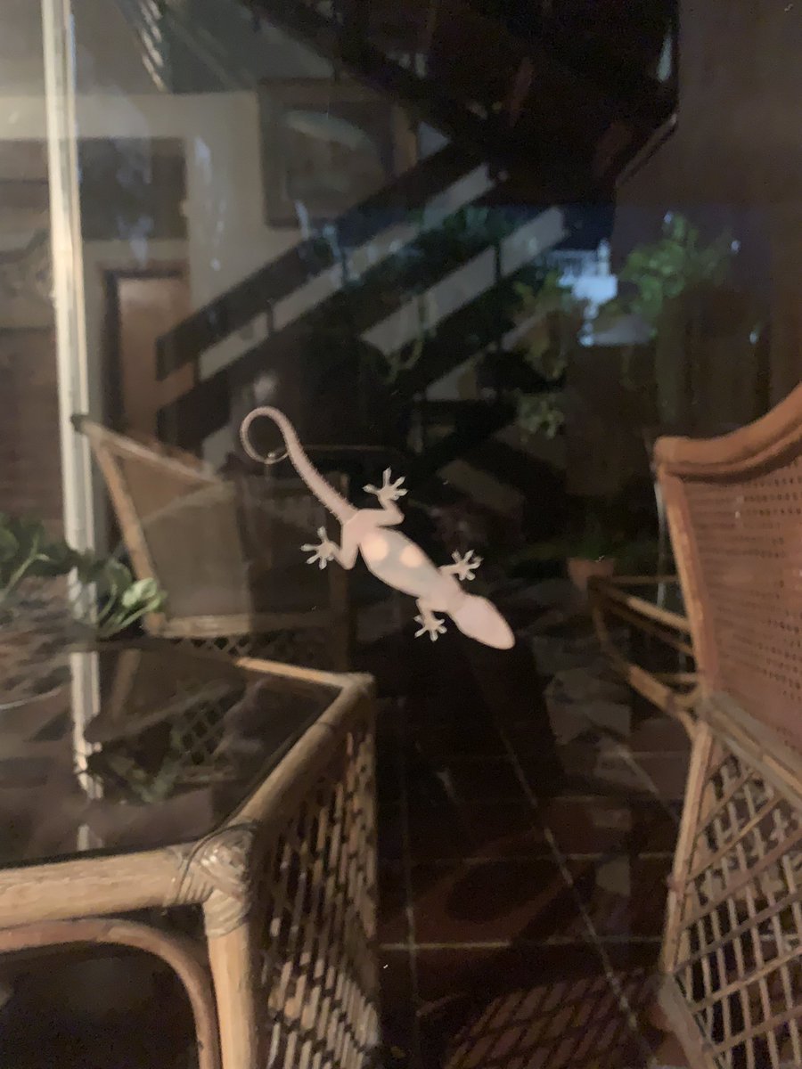 CsareoM's tweet photo. I don’t know what’s happening 
#Gekko #Gekkolife #Tuqueque https://t.co/PpEvP1AmMp