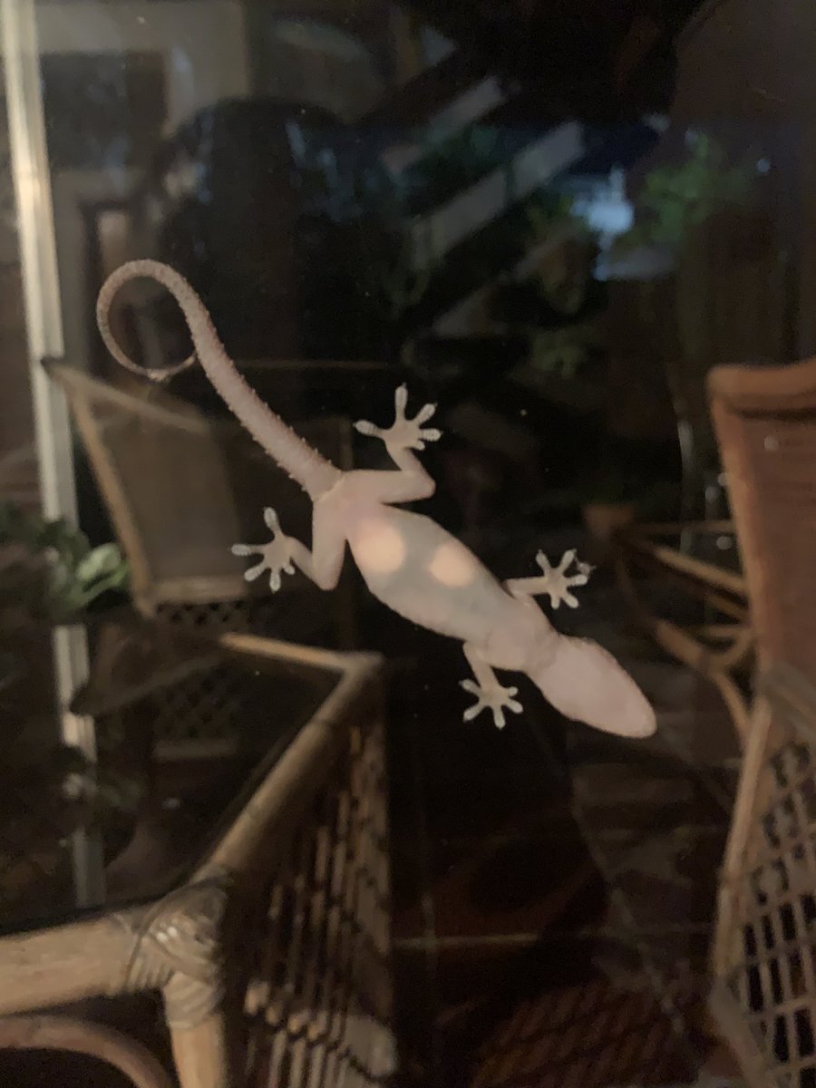 CsareoM's tweet photo. I don’t know what’s happening 
#Gekko #Gekkolife #Tuqueque https://t.co/PpEvP1AmMp