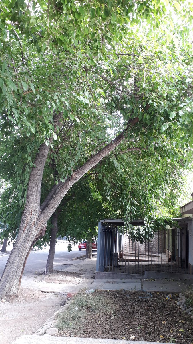 Estefan07829586's tweet photo. @MuniGodoyCruz @TadeoGZ luego de 10 años de reclamos por las raíces de los árboles, el 06 de enero vino la municipalidad dejó la vereda en ese estado y el peligro de la caída de los árboles sigue existiendo, sin contar todos los daños que va tiene la casa. https://t.co/iFciIGEK82