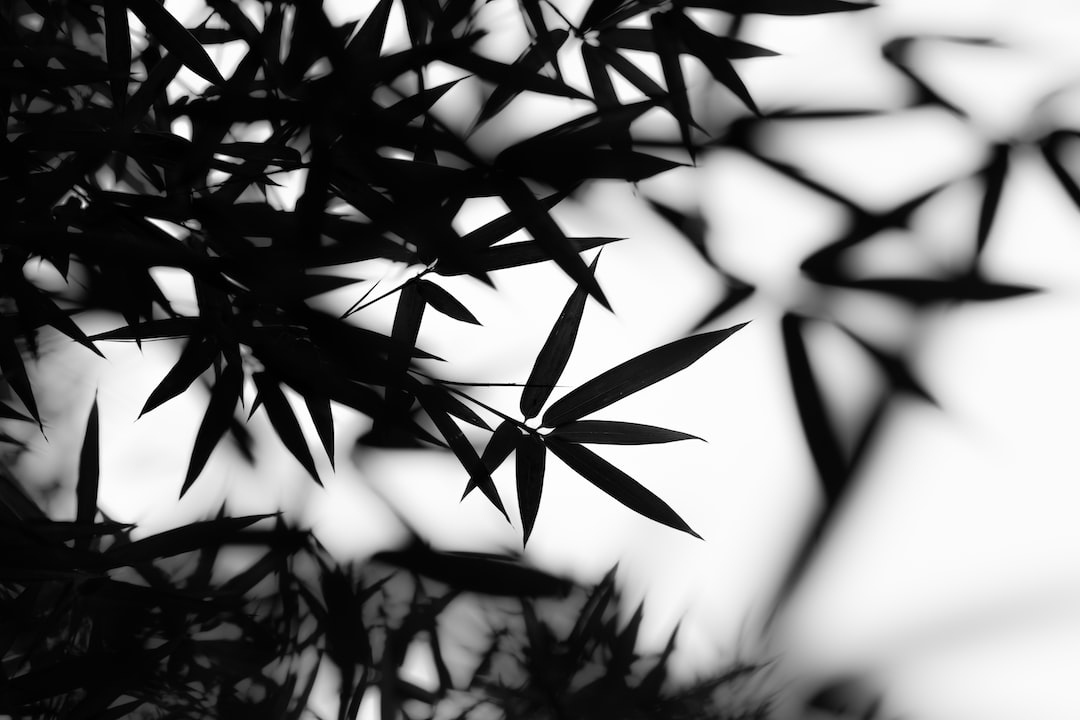 "Bamboo in the moonlight -
In the whole world
Nothing else so still."

"Bamboo in the Moonlight" by Yosa Buson (1716-1783), a Japanese poet and painter

Photo by Uriel Soberanes