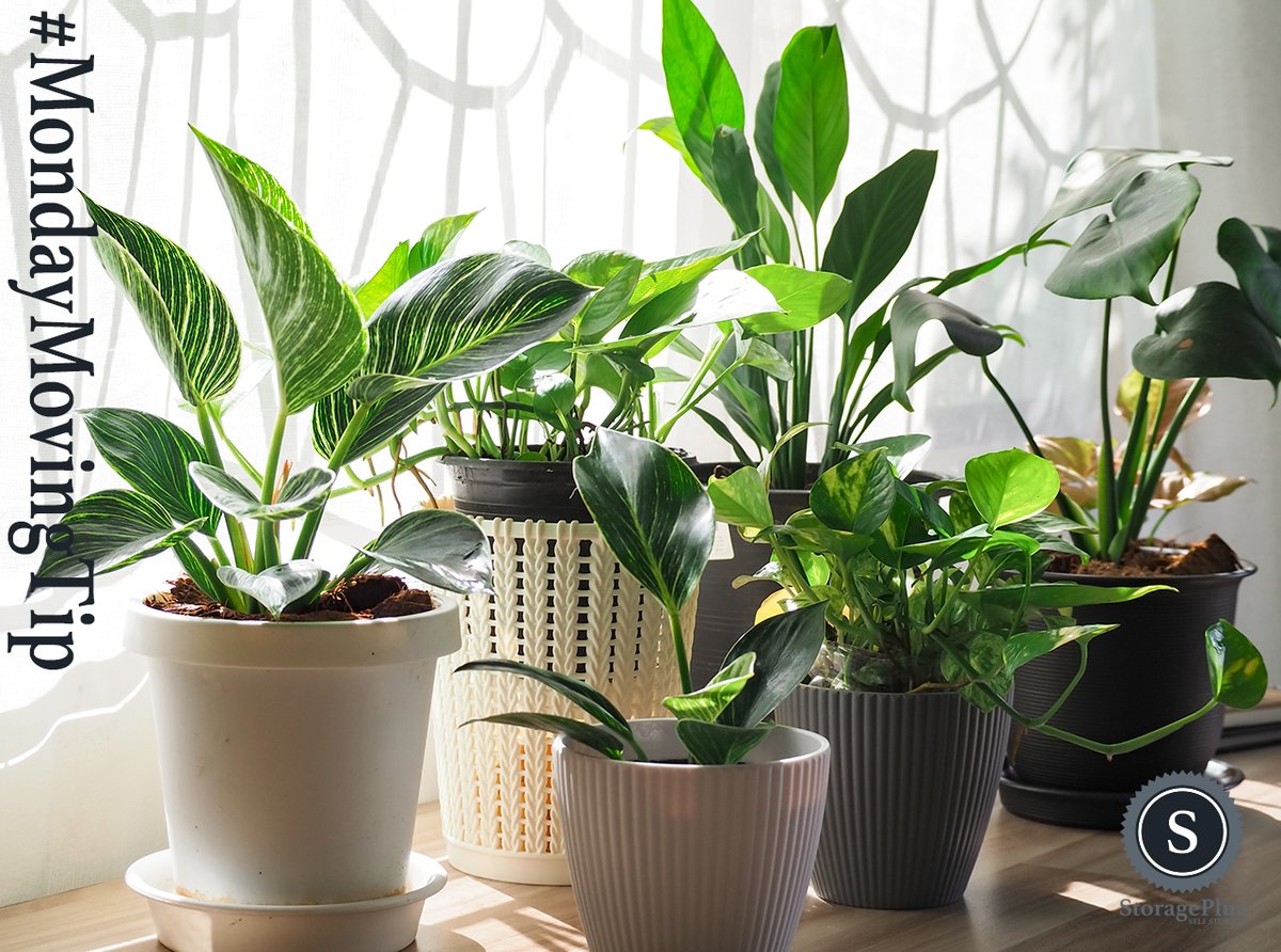 StoragePlusCorp's tweet image. #MondayMovingTip: The new year often times means it's time for a fresh start, but that doesn't mean you have to leave your #houseplants behind. Here's a few things you can do to take extra care so they can continue to thrive in your new place.🌱#movingtips facebook.com/StoragePlusInc…