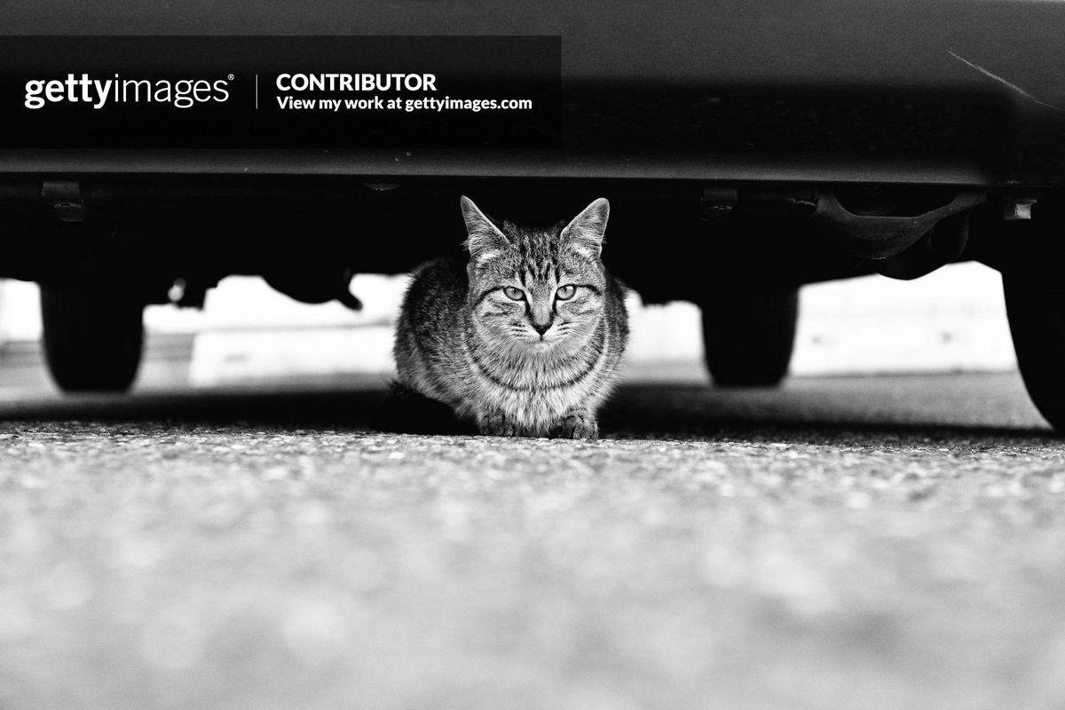 #straycat #cat #underthecar  
#tokyo #japan 
#hidesax #hidehikosakashita #GettyImagesContributor

The work is available from GettyImages. Please feel free to browse and review the links below. Thank you.
 --> bit.ly/3rmhUBa