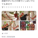 親の愛が伝わればよい!？理想と現実のお家いちご狩り。