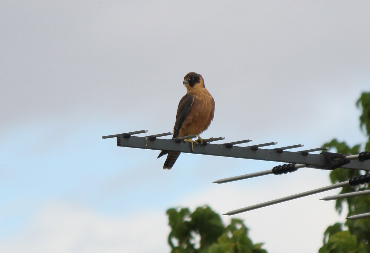 reactordrone's tweet image. The local birds weren't keen on Hobbys.