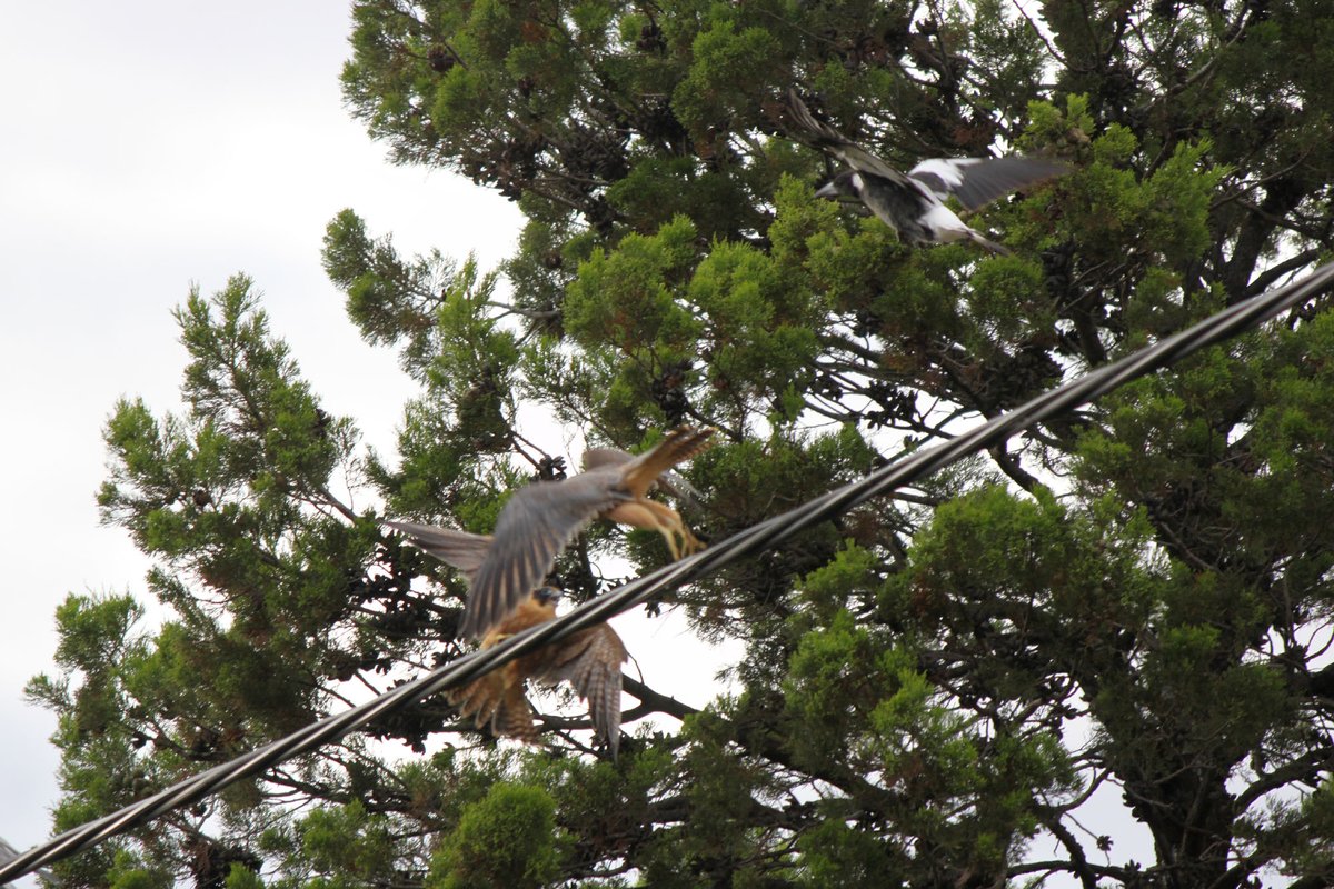 reactordrone's tweet image. The local birds weren't keen on Hobbys.