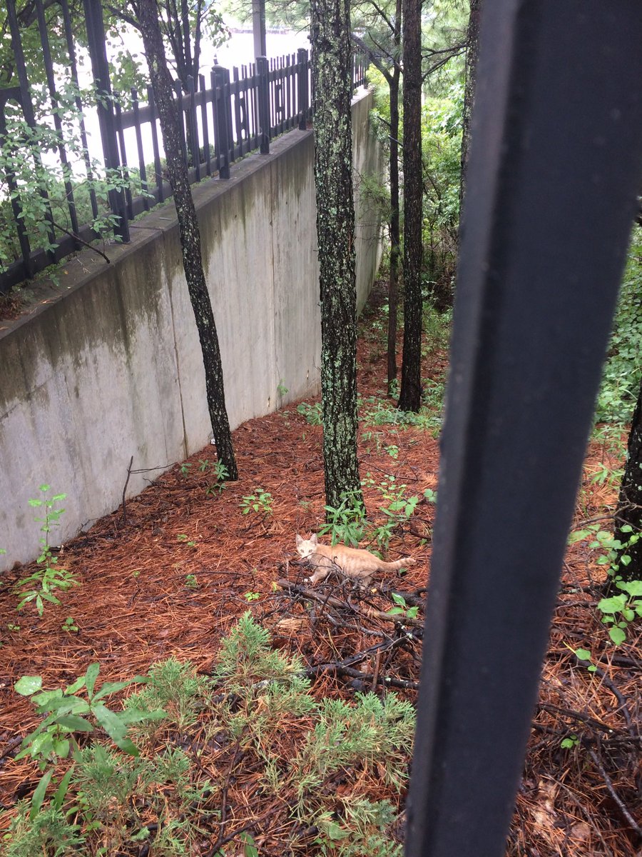 richdanielson's tweet photo. @michaelscat2 JJ the day I trapped him at the Perimeter Mall MARTA station. https://t.co/8TmstcteBN