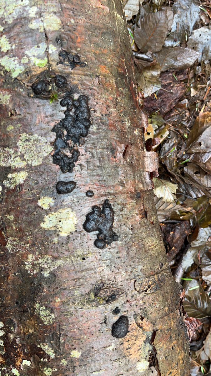 Nicole Banman tweet media