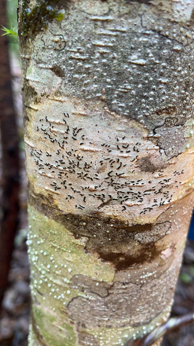 Nicole Banman tweet media