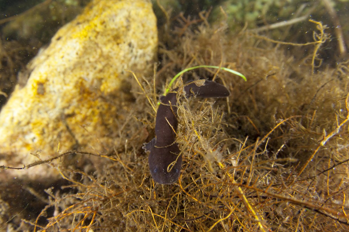 marabudgen's tweet photo. When economic development causes #biodiversity loss, who is responsible for #conservation?
I address this and other qsts in this @japantimes feature on the Japanese giant salamander: https://t.co/l9wPmSK2Tp

thanks to @earthjournalism @ASG_IUCN 
📷 Yukihiro Fukuda/TopOutImages https://t.co/LQQPccfvN3