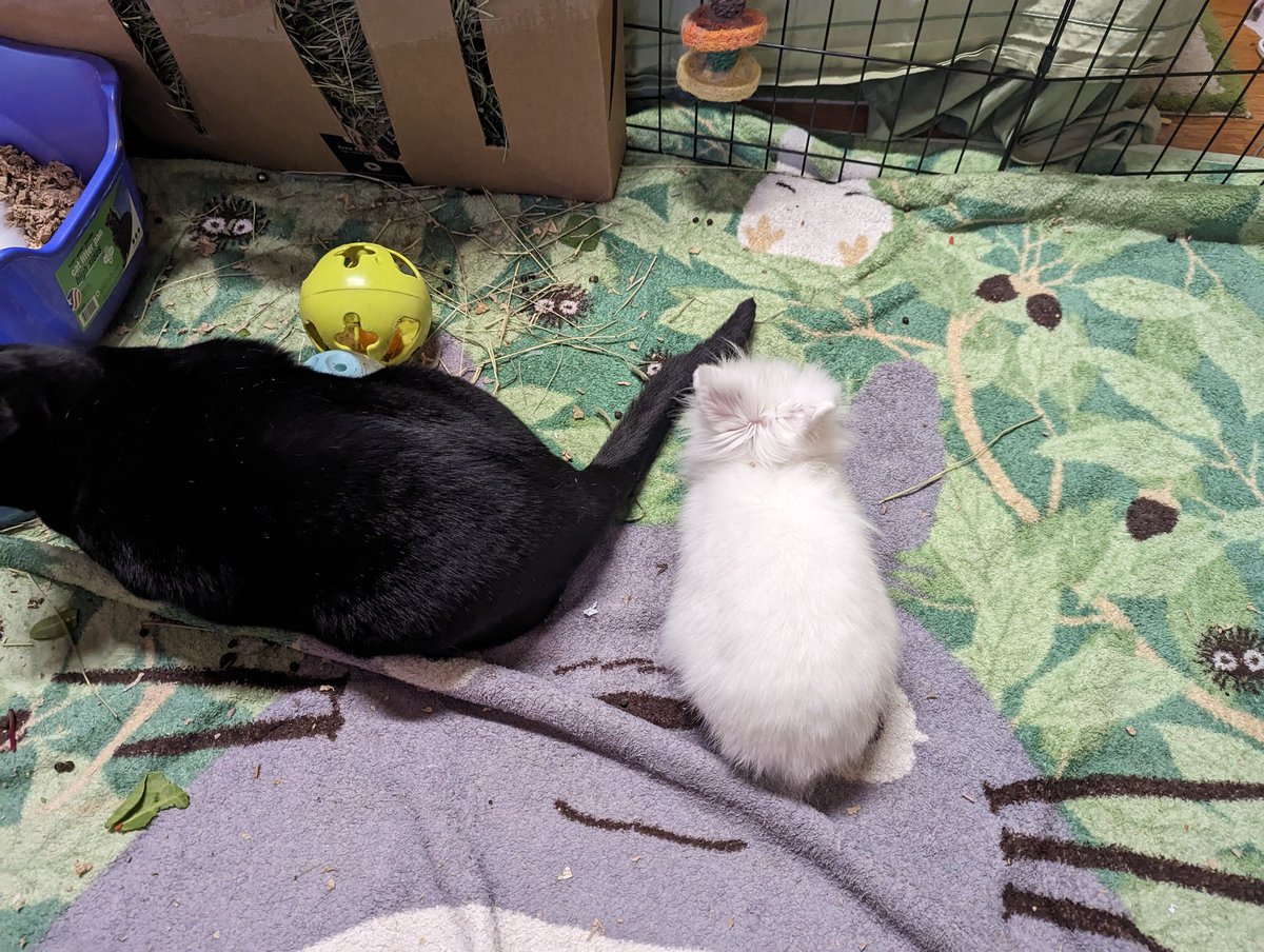 Monkeyatron's tweet photo. "Nice tail you got there. Shame if something happens to it..." https://t.co/ojokxqH5E3