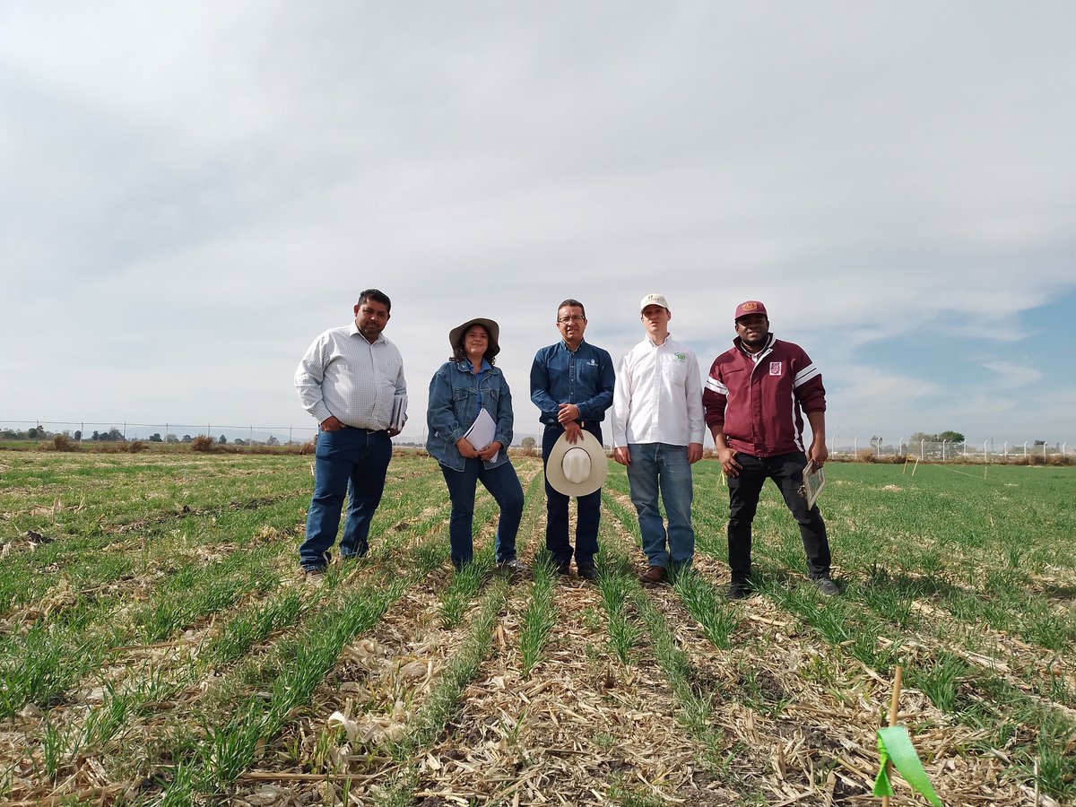 Visitemos la plataforma Irapuato I, con ensayos de agricultura de conservación, riego por goteo, fertilizacion integral, cultivos de servicios y variedades adecuadas.
Con eso, el proyecto Agriba (con Trimex y <a href="/PepsiCoMex/">PepsiCo México</a>) apoya el cambio hacia agricultura regenerativa en GTO.