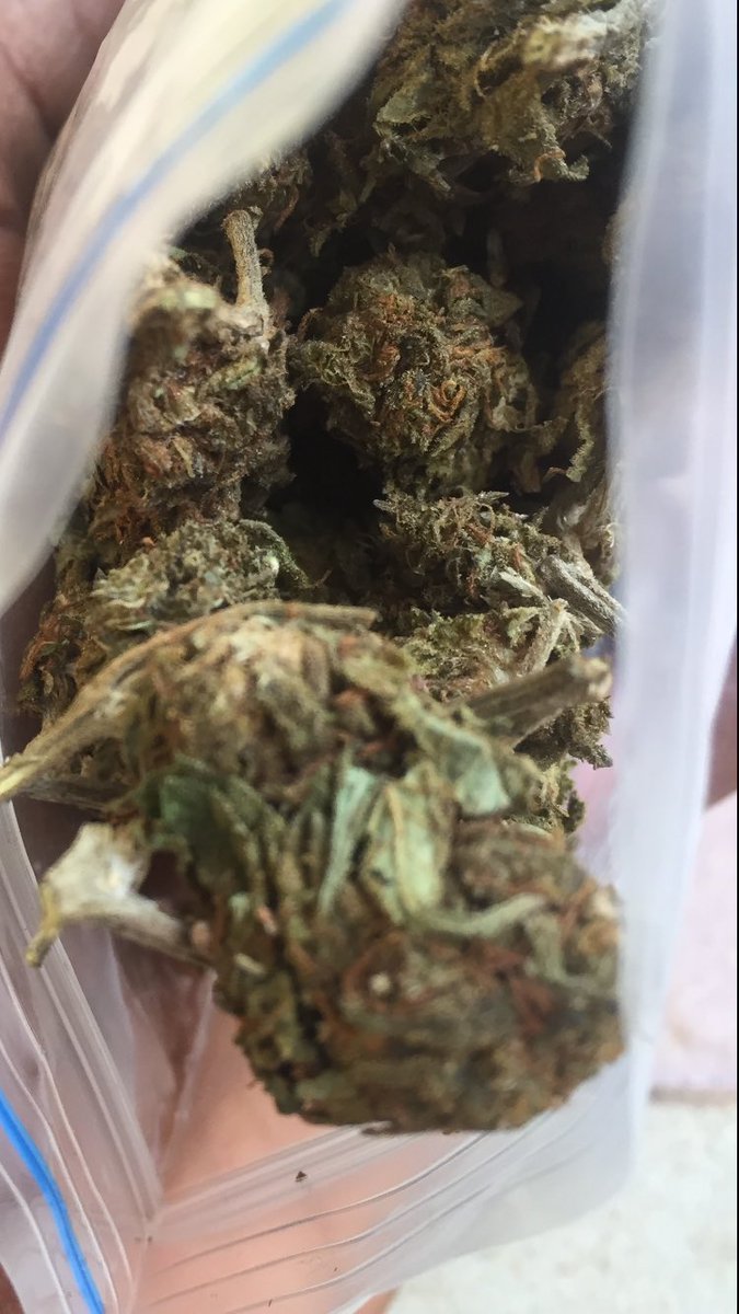 YOH_STUNNER's tweet photo. country with the best weed strain ?and Is weed legal in your country ?๐ค
Me : Gh๐ฌ๐ญGold ( not legal )
#Loudplug #STONER #STUNNER #CannabisCommunity #WeedLife #weekendvibes #WeedLovers #Mmemberville #420community #weedsmokers #WeedLovers #420friendly #420Life #BBTitan #weedgirl https://t.co/FN4rbs7Vay