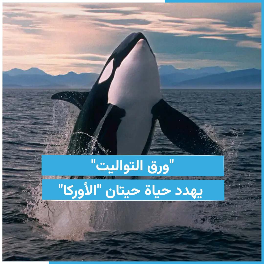 Косатка (млекопитающее). Касатки на сахалине. Касатка хищник. Касатка арт. Orca s.