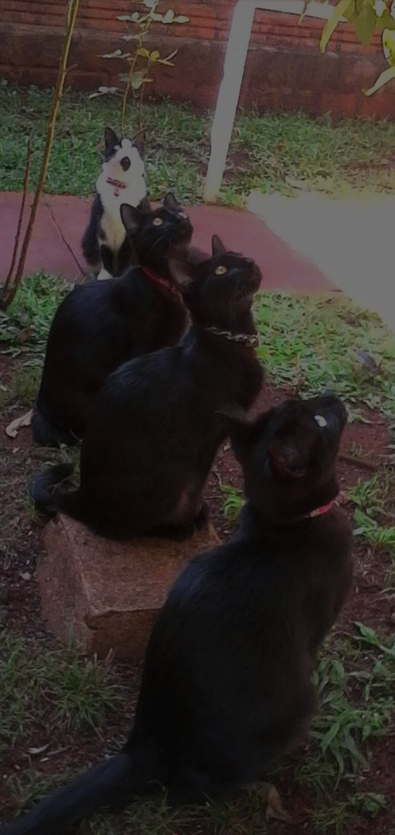 Mochi_Busan's tweet photo. @fedeebongiorno Dejo fotos para presumir mis 3 gatas negras que NO DAN MALA SUERTE 😒 https://t.co/DKwMyAT4nV