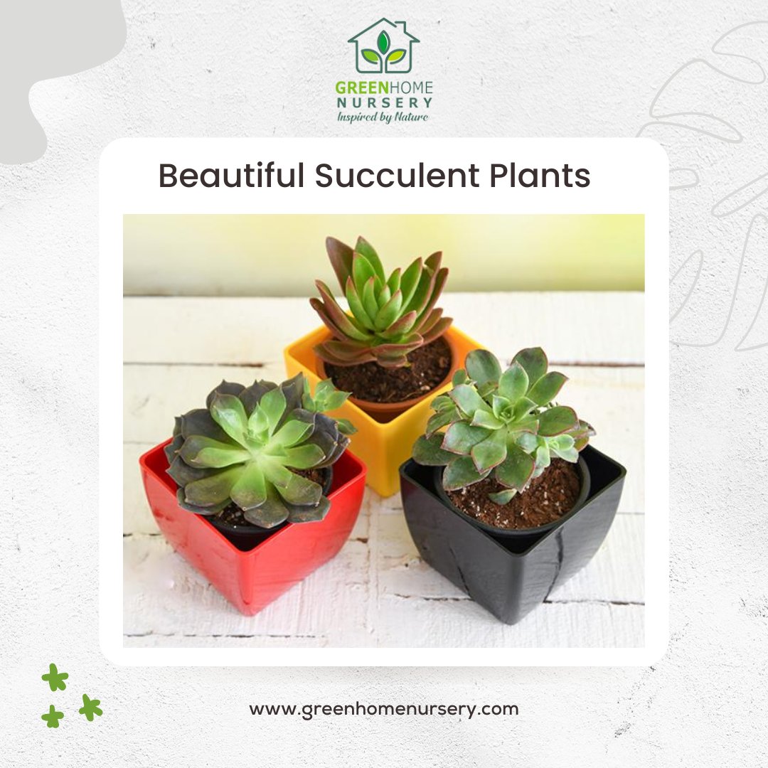 GreenhomeN's tweet photo. Shop our unique selection of ceramic succulent pots for your home or garden at Green Home Nursery.
 
 Call us right away to place your purchase!
+91- 9816038390
#plants #ceramicpots #pots #gardening #greenry #home #mohali #Available #nursery #fruits #flowers #garden #trees https://t.co/bDy3DIKqqJ