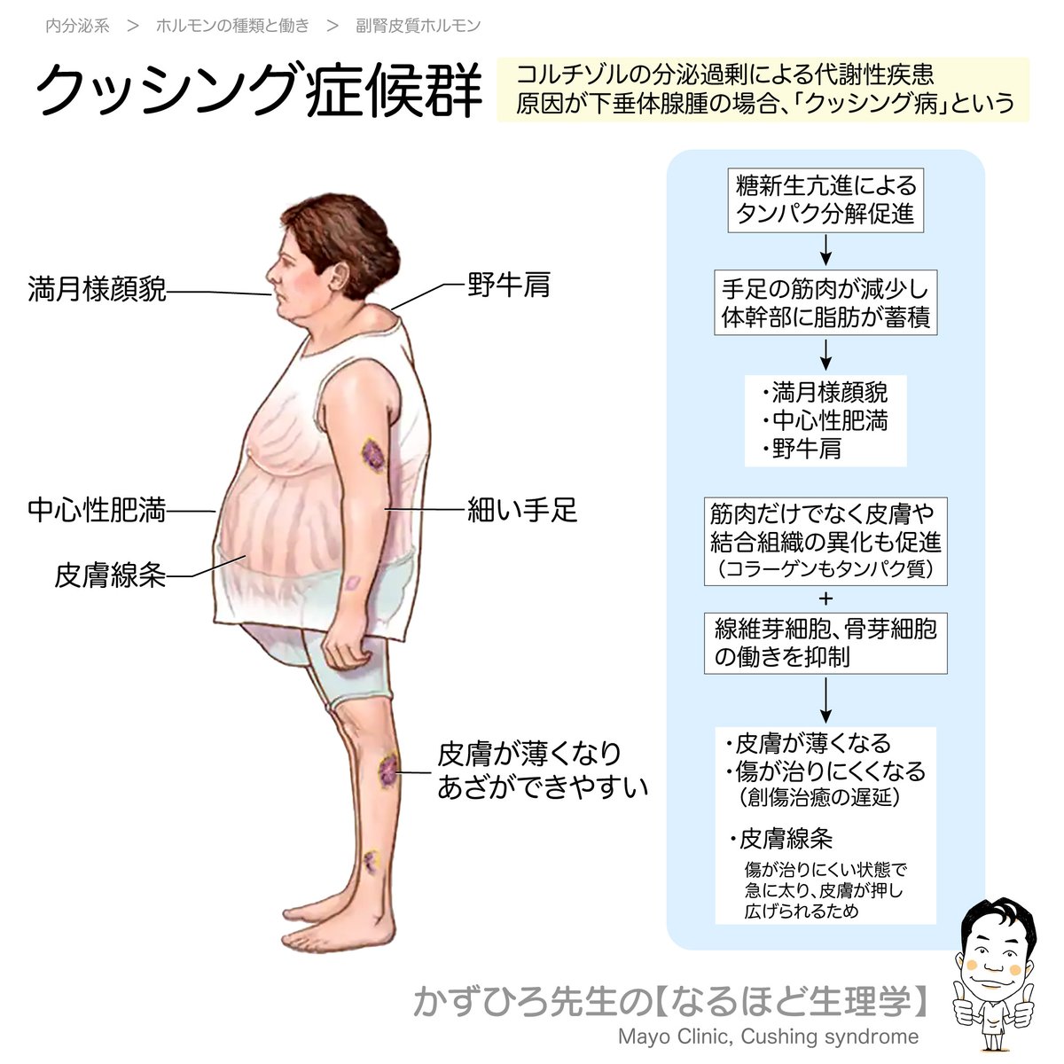 黒澤一弘（かずひろ）解剖学IT教育・指圧師・ラダック on X  