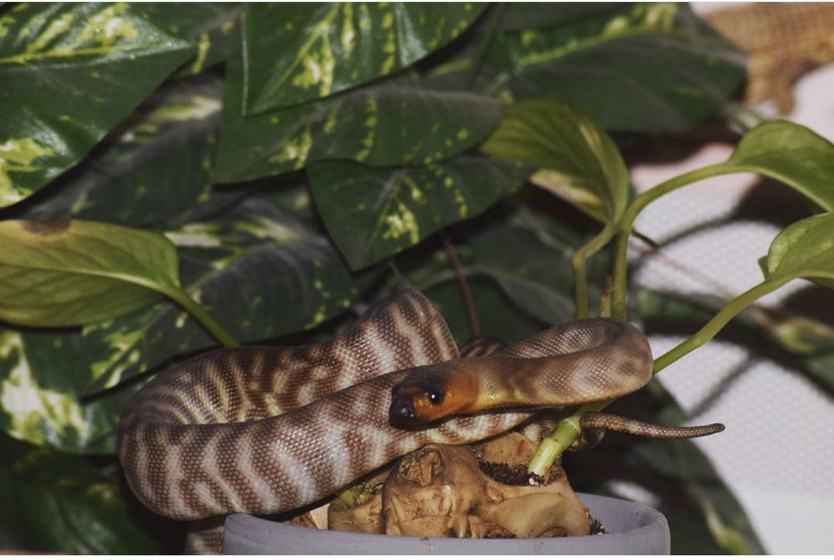 SH_Herpetology's tweet image. Baby picture vs. current photo of my woma python, Lucy. Named after the famous Australopithecus skeleton. 🐍💛 #herpetology #zoology #womapython #python #aspiditesramsayi #aspidites #scicomm