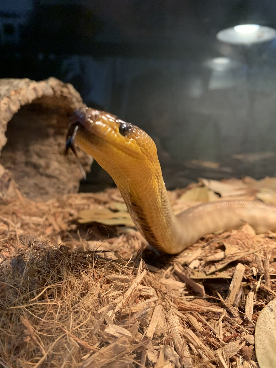 SH_Herpetology's tweet image. Baby picture vs. current photo of my woma python, Lucy. Named after the famous Australopithecus skeleton. 🐍💛 #herpetology #zoology #womapython #python #aspiditesramsayi #aspidites #scicomm
