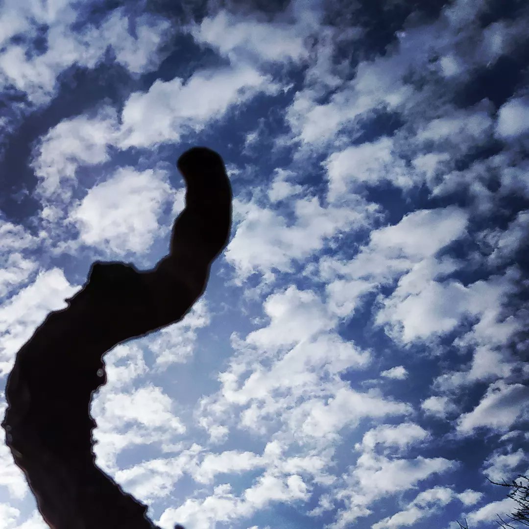 SarratdEnSol's tweet photo. Cep triomphant- Ciel triomphant! #vigneronsindependants #passionvigne #poesie #ciel #cep #vigneshiver #domainefamilial #cloud #vignes #beauty @mounpais #southoffrance @Atout_Terroir
@occitaniwines @VinsduLanguedoc #suddelafrance #winelover #artetvin #cepdevigne #languedoc https://t.co/tLepoaQ4OJ