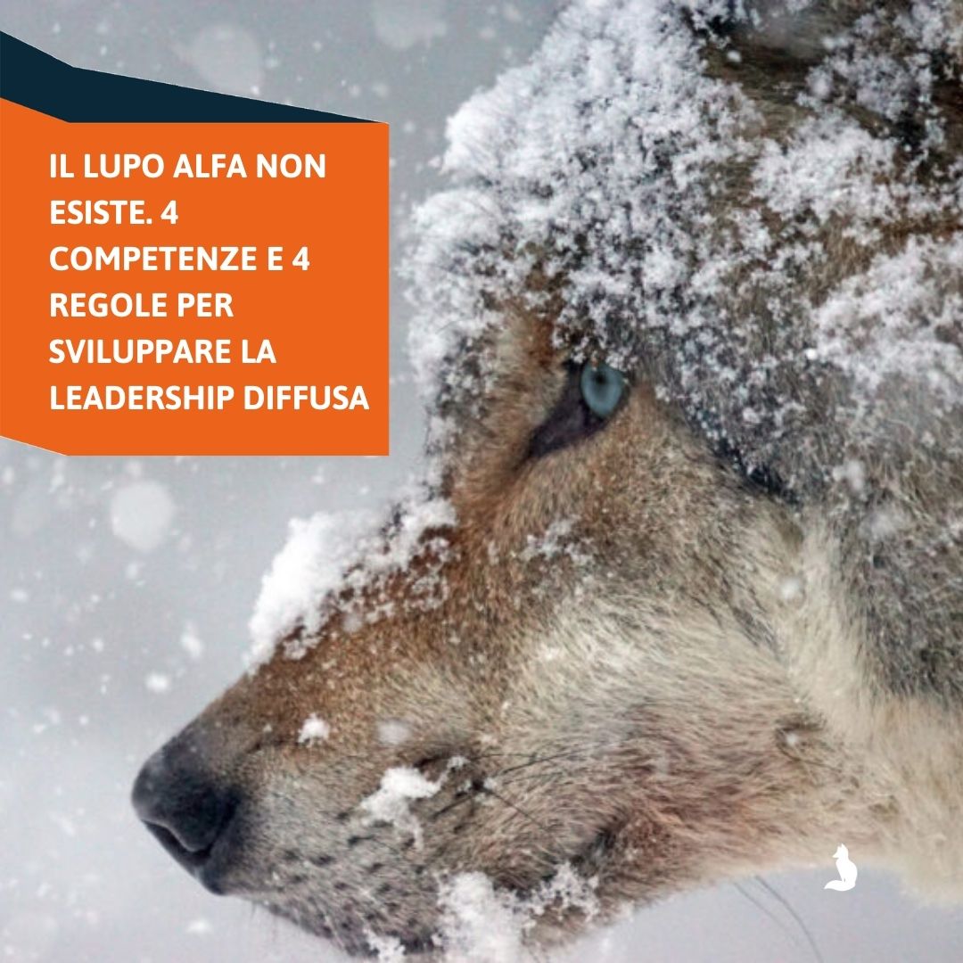 Foxwin_eu's tweet photo. Per essere #leader devi comportarti un po' come un lupo alfa...ma anche no!
Il lupo alfa non esiste, almeno non in natura, descrive però bene la nostra #società: gerarchica, competitiva e piramidale. 
Cosa significa invece essere leader oggi?
https://t.co/JXvDnmQfl1 https://t.co/l2jZlQgzVb