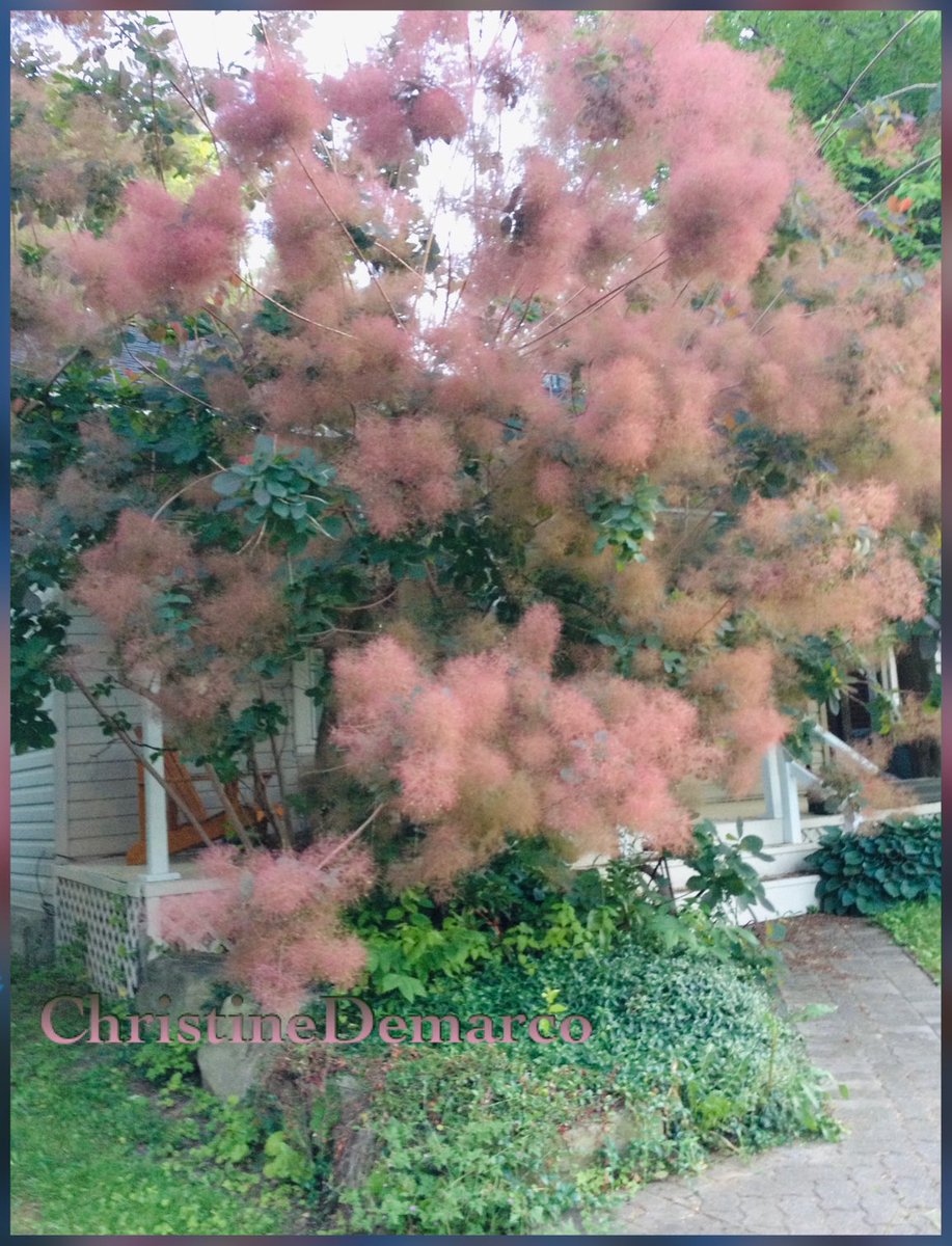 christinedemar's tweet photo. Not so thick #ThickTrunkTuesday
#TerrificTrees #Treesπ³
This is not my tree but it is my picture. Itβs a winter hardy Smoke-Tree from my neighbourhood and itβs a well-kept secret. βGone up in smokeβ may actually be a positive occurrence when referring to a Smoke-Tree or Bush π https://t.co/vpspwSGPzt