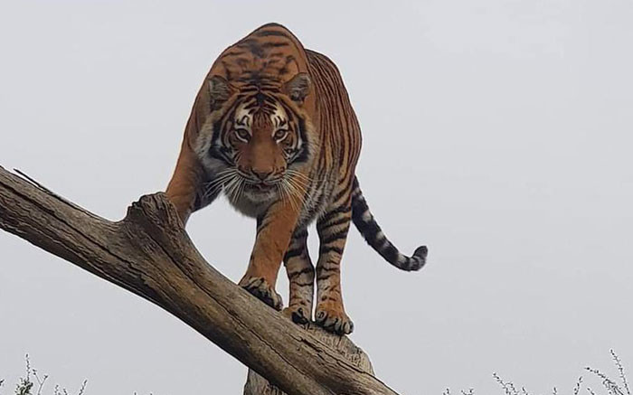 Sheba the tigress spotted near Midvaal waterhole dlvr.it/Sh05Dr