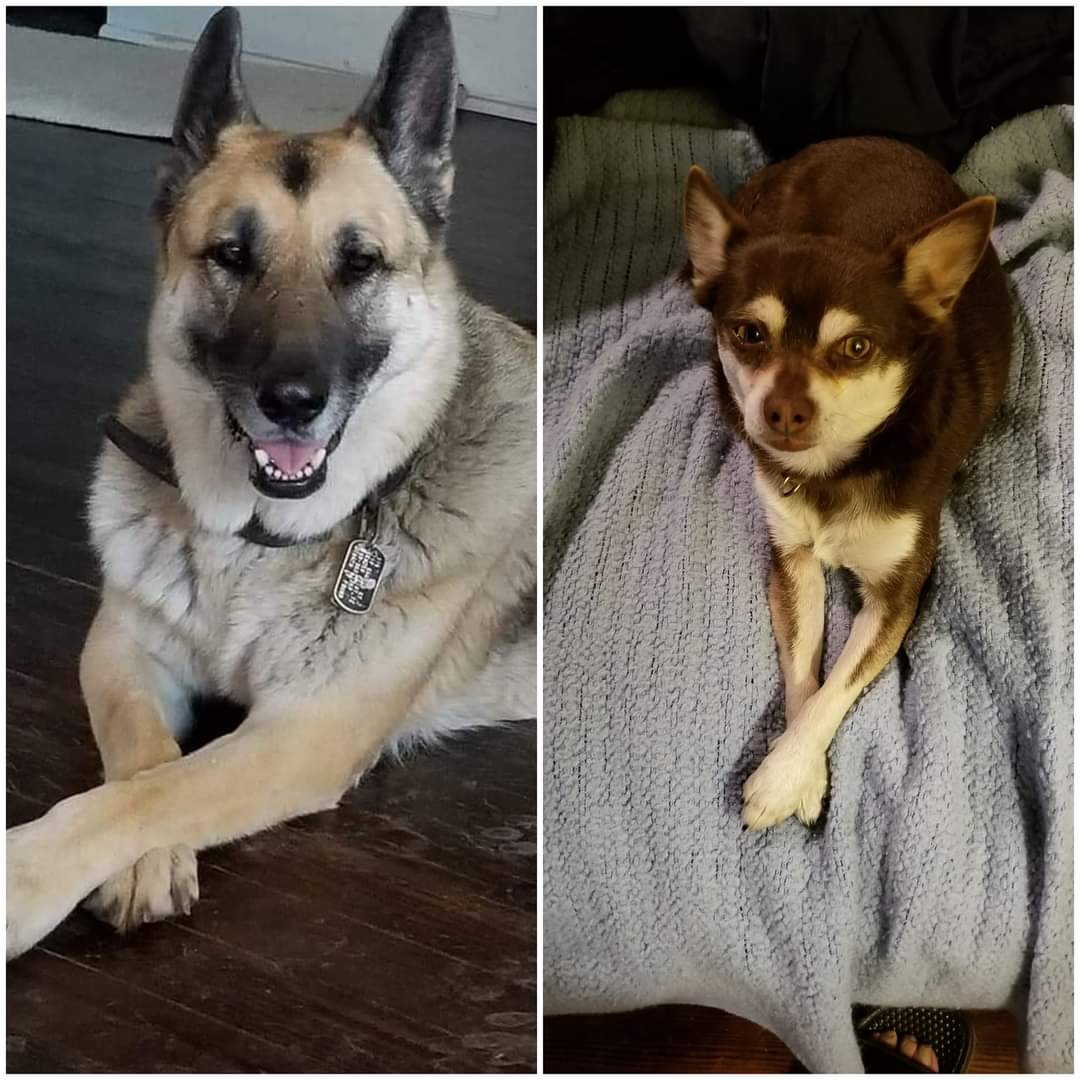 GaryACarlo's tweet photo. My big wolf and his mini wolf.
Brothers forever
#GSD_Sig #CCS_Bandit #TexasPups #GermanShepherd #RIP #mybestfriend #BestDogEver #MissYouSig https://t.co/MkeeRJjnIl
